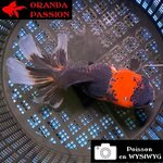 VOILE DE CHINE ORANDA 12-14 cm WYSIWYG ROUGE ET NOIR TANCHO 66BIS