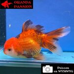 VOILE DE CHINE ORANDA 12-14 cm WYSIWYG ROUGE ET NOIR 65