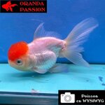 VOILE DE CHINE ORANDA 12-14 cm WYSIWYG RED CAP 72