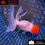 VOILE DE CHINE ORANDA 12-14 cm WYSIWYG RED CAP 72BIS