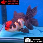 VOILE DE CHINE ORANDA 12-14 cm WYSIWYG PANDA TANCHO 73