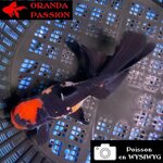 VOILE DE CHINE ORANDA 12-14 cm WYSIWYG PANDA TANCHO 73BIS
