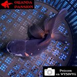 VOILE DE CHINE ORANDA 12-14 cm WYSIWYG PANDA 71BIS