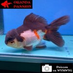 VOILE DE CHINE ORANDA 12-14 cm WYSIWYG PANDA 68