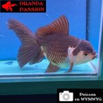 VOILE DE CHINE ORANDA 12-14 cm WYSIWYG PANDA 59
