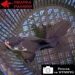 VOILE DE CHINE ORANDA 12-14 cm WYSIWYG PANDA 59BIS
