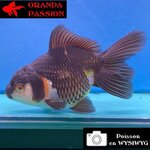 VOILE DE CHINE ORANDA 12-14 cm WYSIWYG NOIR TRICOLORE 64