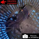 VOILE DE CHINE ORANDA 12-14 cm WYSIWYG NOIR TRICOLORE 64BIS