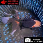 VOILE DE CHINE ORANDA 12-14 cm WYSIWYG NOIR TRICOLORE 63BIS