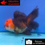 VOILE DE CHINE ORANDA 12-14 cm WYSIWYG NOIR TANCHO 70
