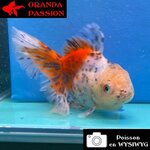 VOILE DE CHINE ORANDA 12-14 cm WYSIWYG CALICO 60