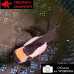 VOILE DE CHINE ORANDA 10-12 cm WYSIWYG PANDA 21BIS