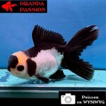 VOILE DE CHINE ORANDA 10-12 cm WYSIWYG PANDA 21