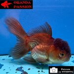 VOILE DE CHINE ORANDA 10-12 cm WYSIWYG BRONZE 31