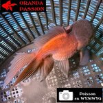 VOILE DE CHINE ORANDA 10-12 cm WYSIWYG BRONZE 31BIS