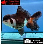 VOILE DE CHINE ORANDA 10-12 cm WYSIWYG PANDA 27