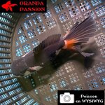 VOILE DE CHINE ORANDA 10-12 cm WYSIWYG PANDA 27BIS