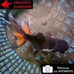 VOILE DE CHINE ORANDA 10-12 cm WYSIWYG PANDA 35BIS