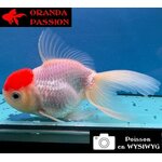 VOILE DE CHINE ORANDA 10-12 cm WYSIWYG RED CAP 23