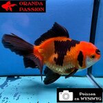 VOILE DE CHINE ORANDA 10-12 cm WYSIWYG ROUGE ET NOIR  22
