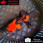 VOILE DE CHINE ORANDA 10-12 cm WYSIWYG ROUGE ET NOIR  22BIS