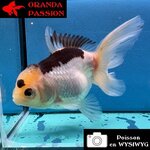 VOILE DE CHINE ORANDA 10-12 cm WYSIWYG PANDA 24