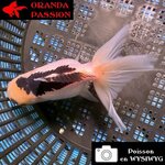 VOILE DE CHINE ORANDA 10-12 cm WYSIWYG PANDA 24BIS