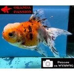 VOILE DE CHINE ORANDA 10-12 cm WYSIWYG CALICO 26