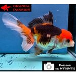 VOILE DE CHINE ORANDA 10-12 cm WYSIWYG TRICOLORE 27