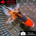 VOILE DE CHINE ORANDA 10-12 cm WYSIWYG TRICOLORE 27BIS
