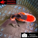 VOILE DE CHINE ORANDA 10-12 cm WYSIWYG TRICOLORE TANCHO 34BIS
