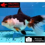VOILE DE CHINE ORANDA 10-12 cm WYSIWYG PANDA 35