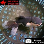 VOILE DE CHINE ORANDA 10-12 cm WYSIWYG PANDA 35BIS