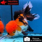 VOILE DE CHINE ORANDA 10-12 cm WYSIWYG TRICOLORE TANCHO 36