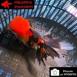 VOILE DE CHINE ORANDA 10-12 cm WYSIWYG TRICOLORE TANCHO 36BIS