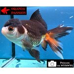 VOILE DE CHINE ORANDA 10-12 cm WYSIWYG PANDA 38