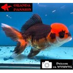 VOILE DE CHINE ORANDA 10-12 cm WYSIWYG ROUGE ET NOIR TANCHO 39