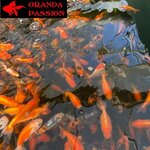 LOT 4 DE VOILE DE CHINE ORANDA PASSION