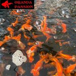 LOT 3 DE VOILE DE CHINE ORANDA PASSION