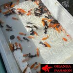 LOT 2 DE VOILE DE CHINE ORANDA PASSION