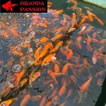 LOT 5 DE VOILE DE CHINE ORANDA PASSION