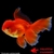 achat poisson rouge oranda tête de lion oranda rouge