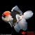 achat poisson rouge voile de chine tête de lion oranda tricolore oranda passion