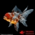 achat poisson rouge voile de chine tête de lion oranda calico