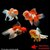 achat poisson rouge voile de chine tête de lion oranda assortis