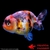 Poisson rouge voile de chine RANCHU TRICOLORE