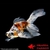 achat poisson rouge voile de chine telescope calico