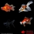 achat poisson rouge voile de chine telescope assortis