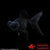 achat poisson rouge voile de chine telescope noir