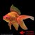 achat poisson rouge voile de chine fantail rouge